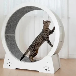 Cat Exercise Wheels