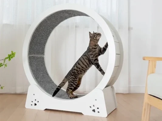 cat exercise wheel