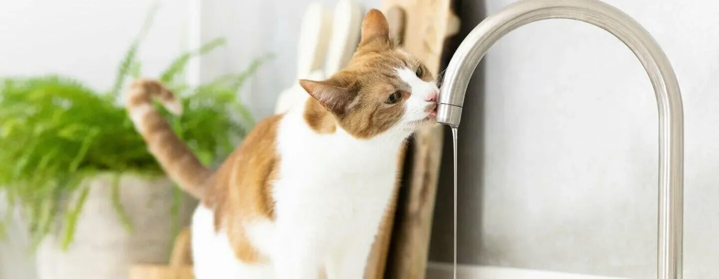 cat drinking water from tap