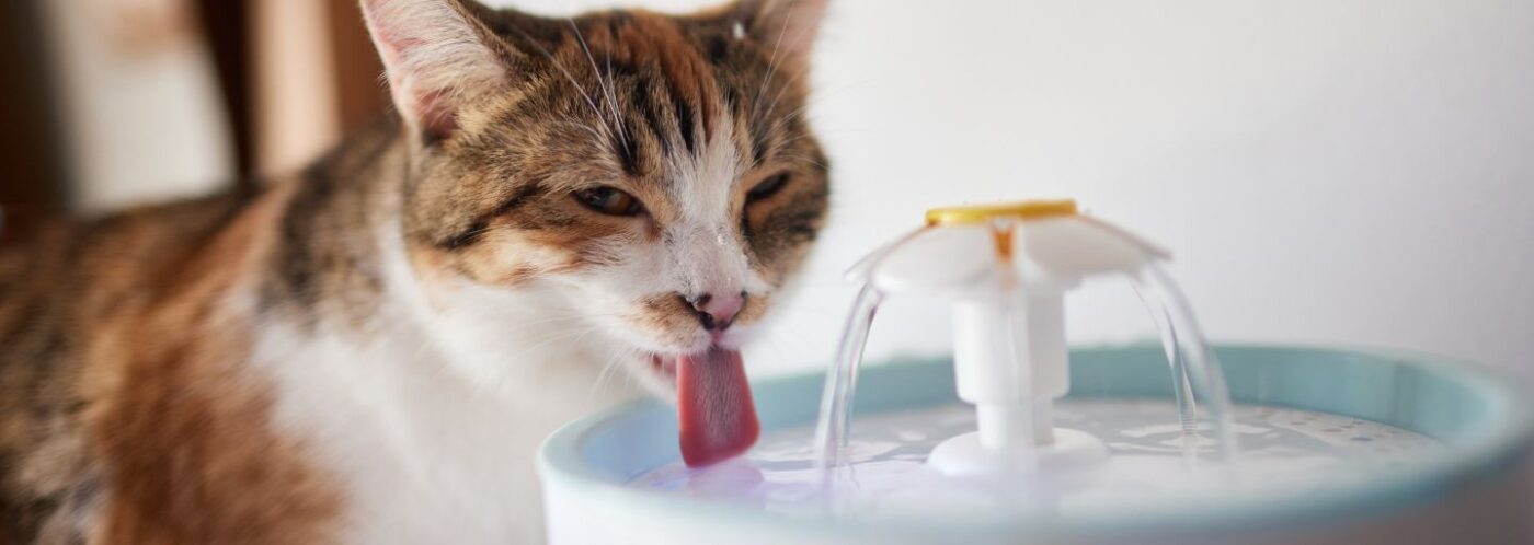 cat water drinking from cat water fountain