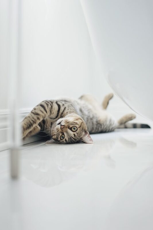 USA Cat luxury Shop