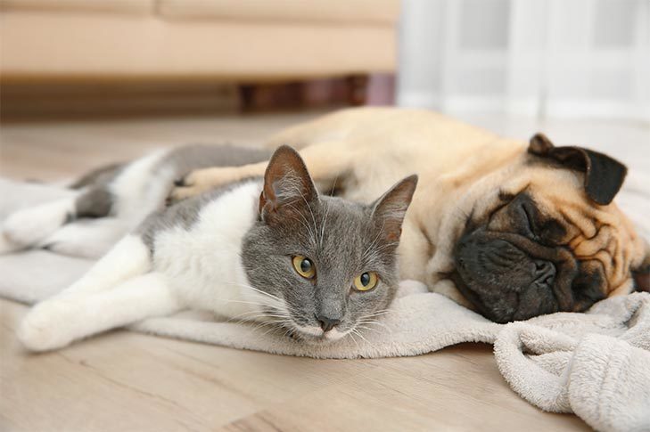 cat and dog