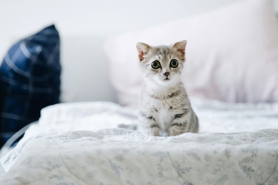 cat luxury About US