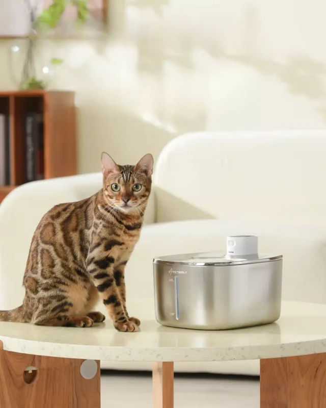 cat luxury shop USA banner