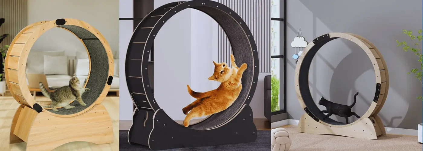 cat running wheel